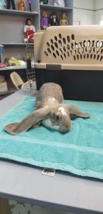 Engish Lop Doeling 9.5 weeks old  2026.05.09